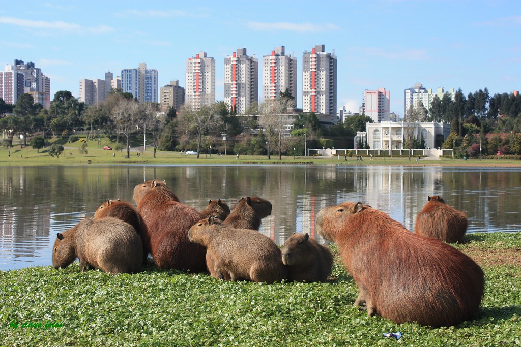 DIÁLOGOS E VIVÊNCIAS: FAUNA URBANA